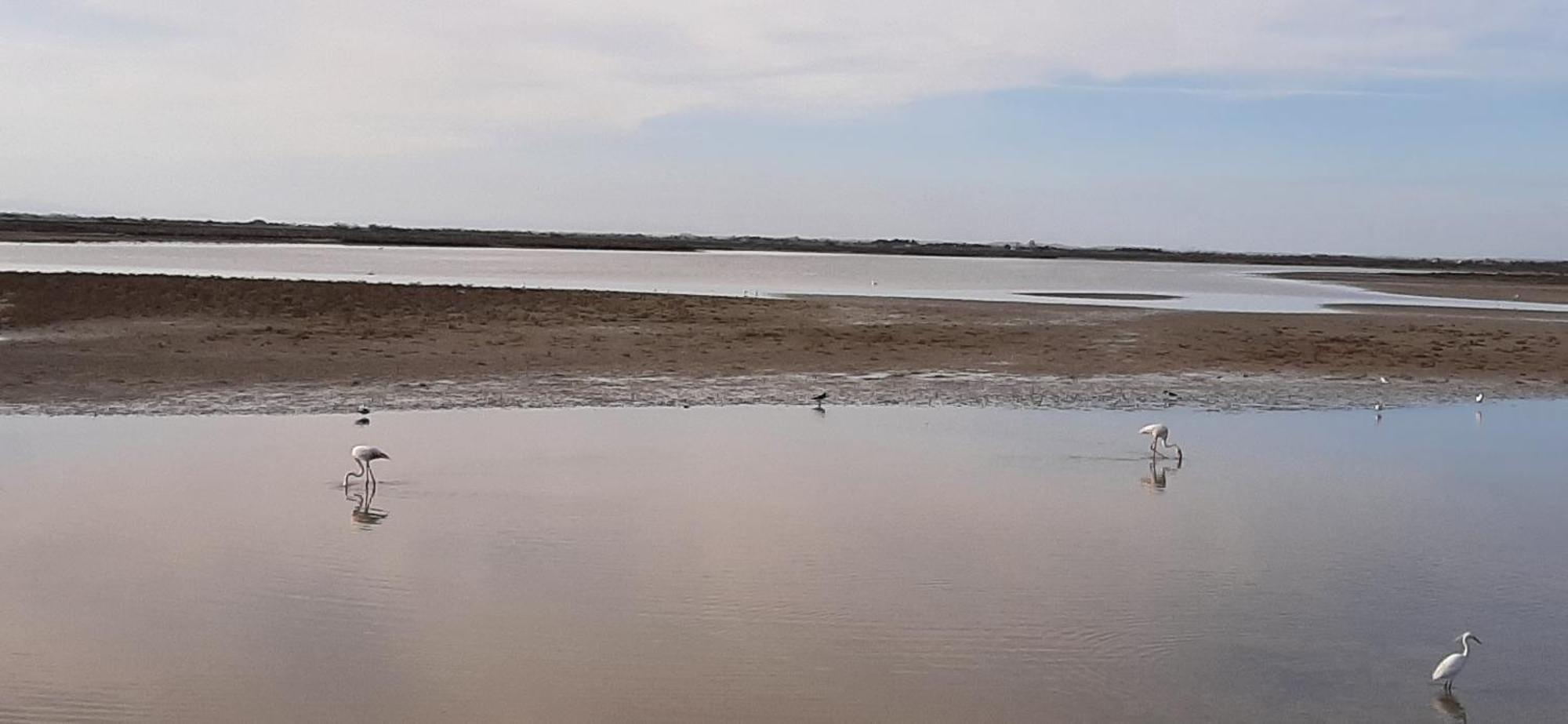 Appartement Calme A Deux Pas De La Mer Saintes-Maries-de-la-Mer Zewnętrze zdjęcie